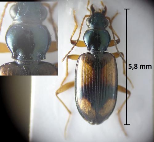 Réf. 213 121 : Bembidion hummleri